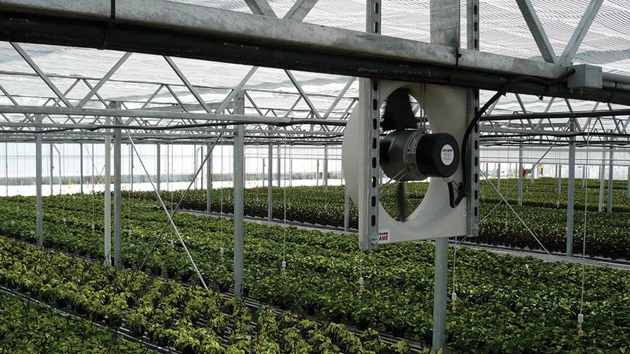 فن تهویه - رشد گیاهان گلخانه با سیستم سرمایشی